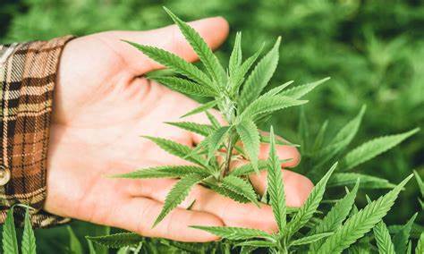 Best high strength CBD oil for UK adults managing ADHD and focus