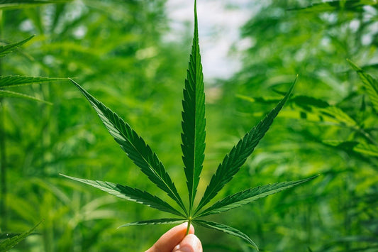 THC-free high strength CBD oil for UK seniors worried about drug testing