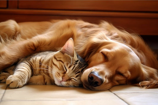 dog and cat cbd guide